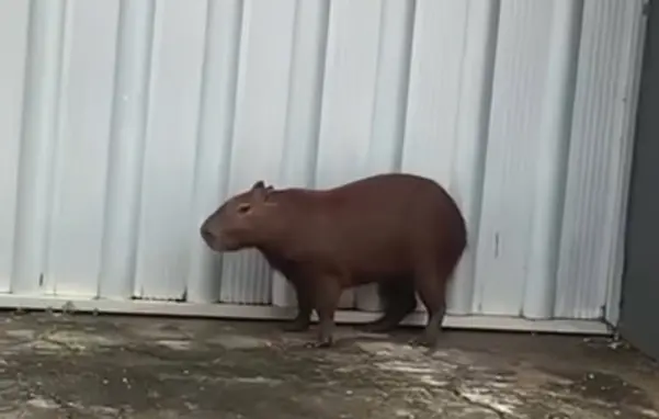 Imagem da notícia VÍDEO: Capivara surpreende moradores ao 'passear' por ruas do Montese e mobiliza resgate 