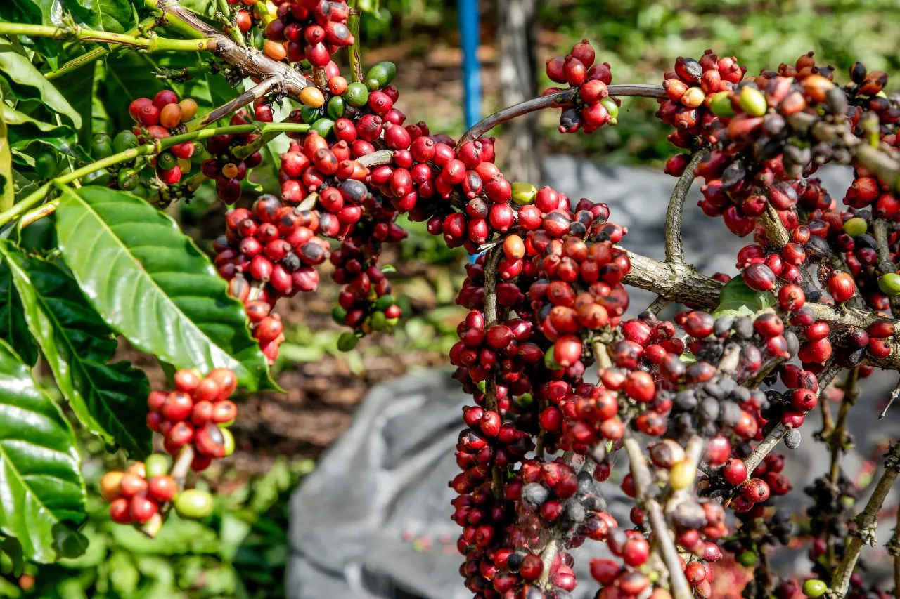 Café canéfora tem frutas similares ao do café arábica, mas várias diferenças sensoriais, no plantio e no manejo.