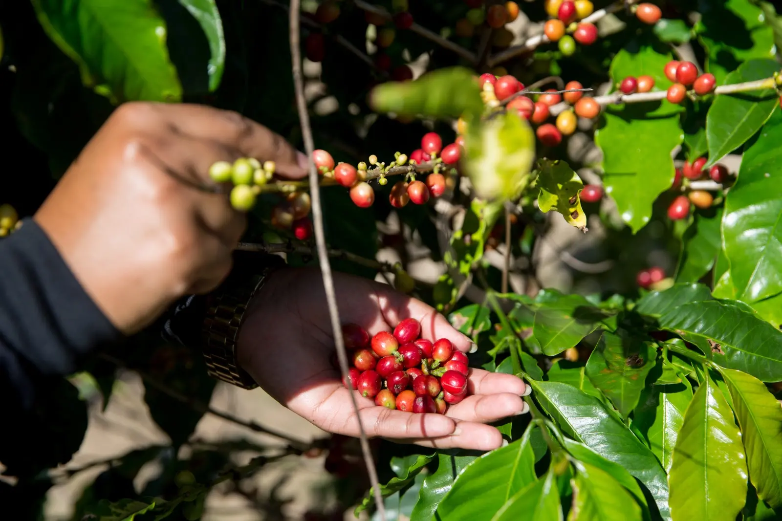 Imagem da notícia Café robusta x café arábica: quais são as diferenças?