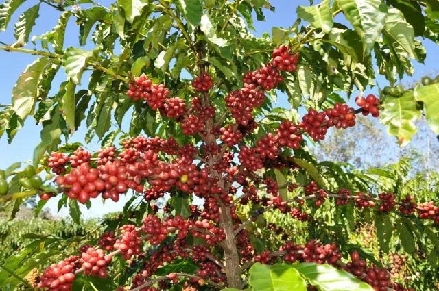 Sucesso do plantio do café canéfora no Norte do País, em especial em Rondônia e Acre, passa a ser testado pela Embrapa Café no Ceará.