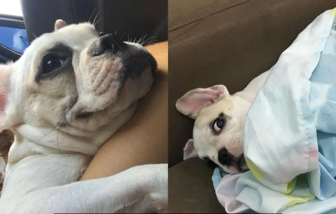 Imagem da notícia Justiça condena petshop a pagar R$ 6 mil por morte de cachorro em Fortaleza 
