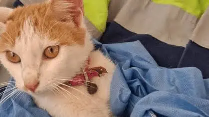 Imagem da notícia Gatinha é resgatada após 23 dias soterrada em escombros de terremotos na Venezuela