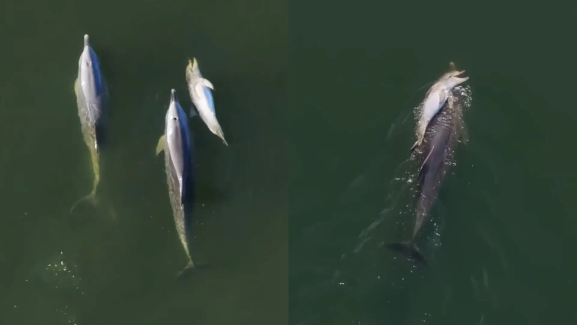 Imagem da notícia Mãe golfinho carrega o filhote morto por duas semanas