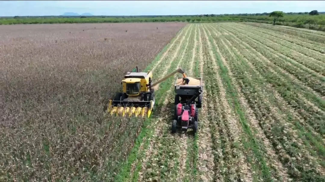 Imagem da notícia Ocara quer ser polo produtor de milho com irrigação 