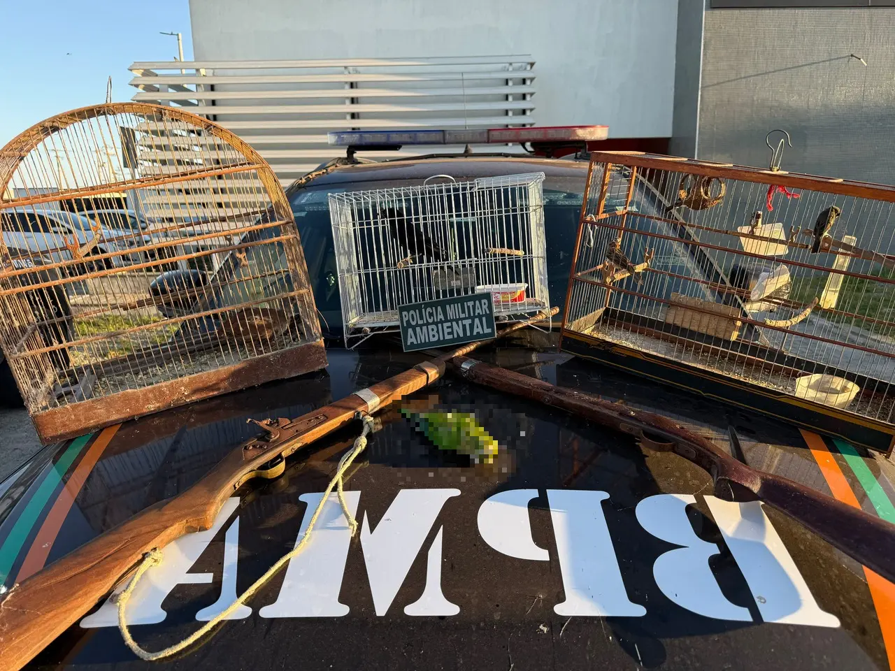 Imagem da notícia Operação resgata aves silvestres e apreende armas de fogo em Bela Cruz