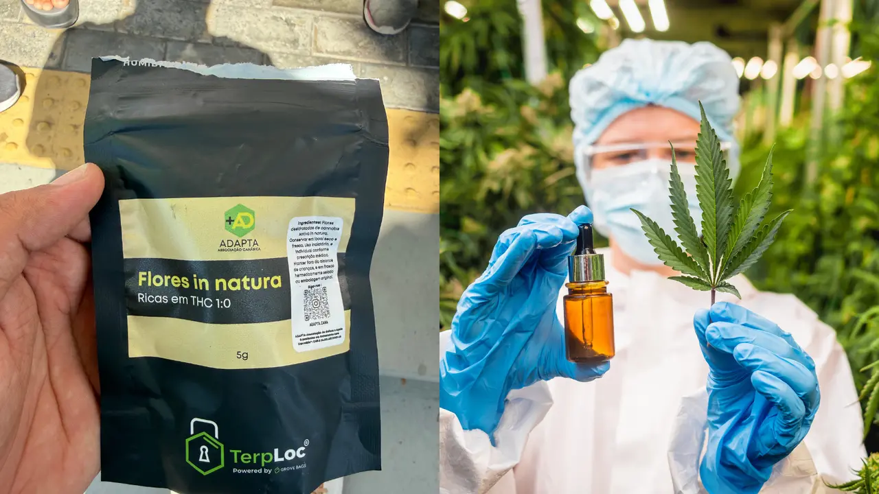 Imagem da notícia Lotes de cannabis medicinal são apreendidos e viram alvo de inquérito de tráfico de drogas no Ceará 