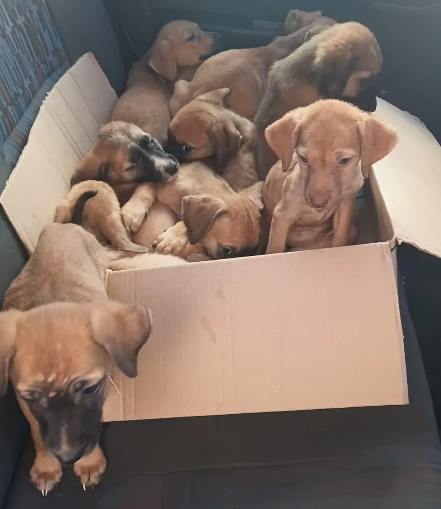 Animais foram levados à um abrigo e passam por cuidados.