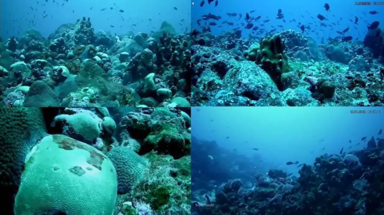 Imagem da notícia Mar do Ceará tem cadeia de montanhas submersas que funcionam como oásis marinhos 