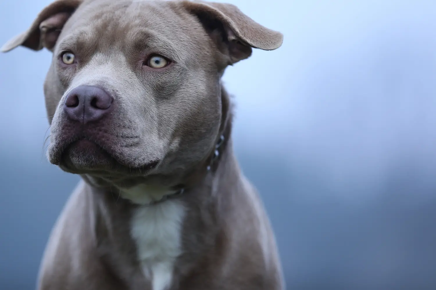 Imagem da notícia O que diz a lei que limita a circulação de cachorros pitbulls no CE?