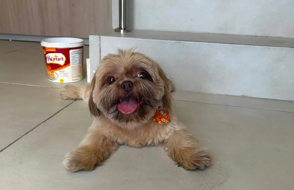 Sam estava bem cuidado e com gravata de pet shop.