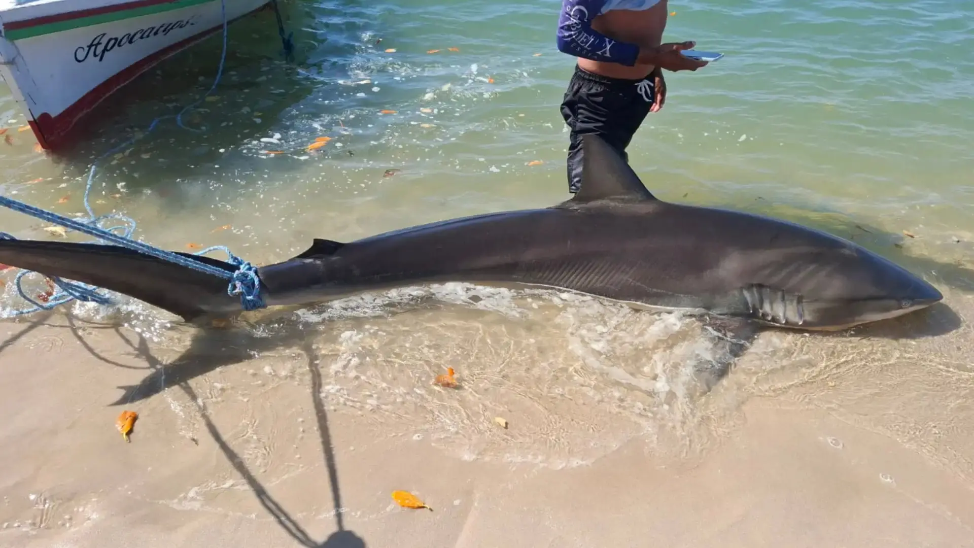 Imagem da notícia Tubarão ameaçado de extinção é encontrado no Rio Jaguaribe, em Fortim