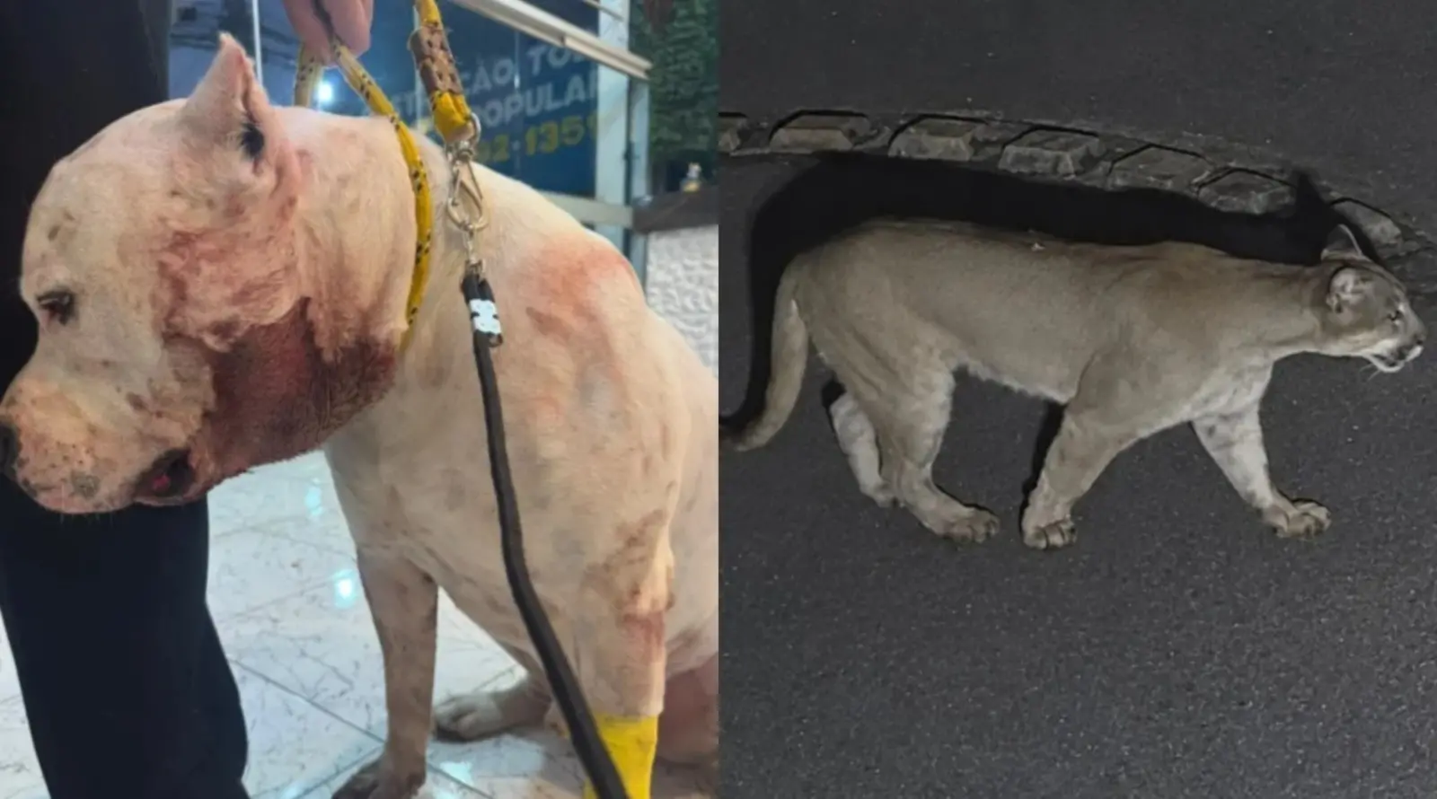 Imagem da notícia Onça-parda ataca pitbull em condomínio em São Paulo