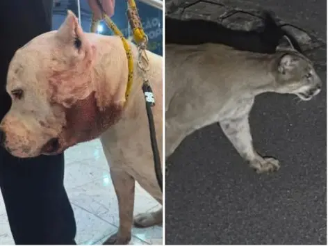 Imagem da notícia Onça-parda ataca pitbull em condomínio em São Paulo