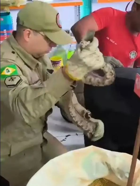 Imagem da notícia VÍDEO: Jiboia é encontrada dentro de caixa de som em loja de ração em Aracati