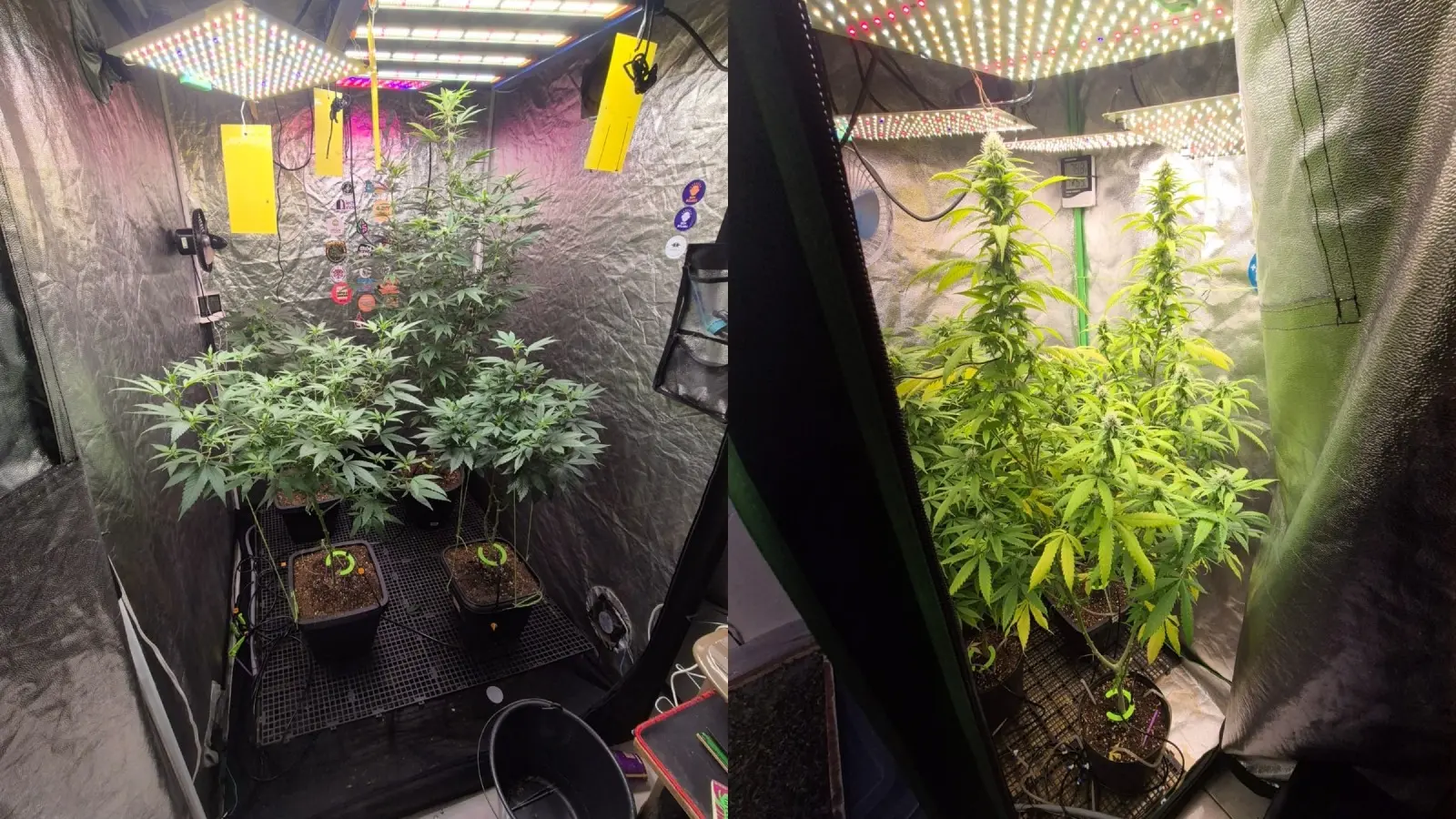 Imagem da notícia Laboratório de maconha é desarticulado dentro de estabelecimento comercial em Fortaleza
