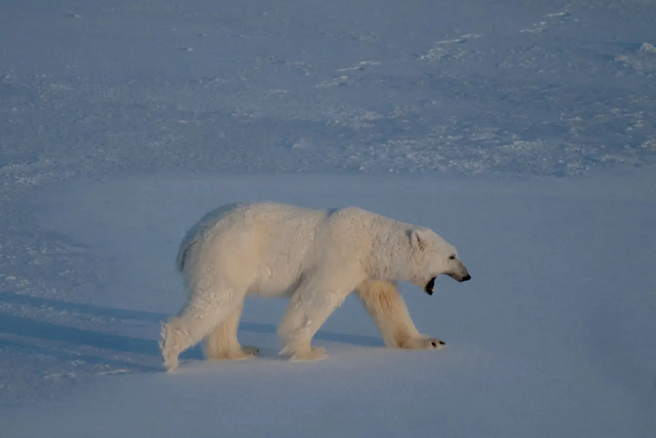 Imagem da notícia Homem acorda urso-polar com buzina e é multado em R$ 27 mil