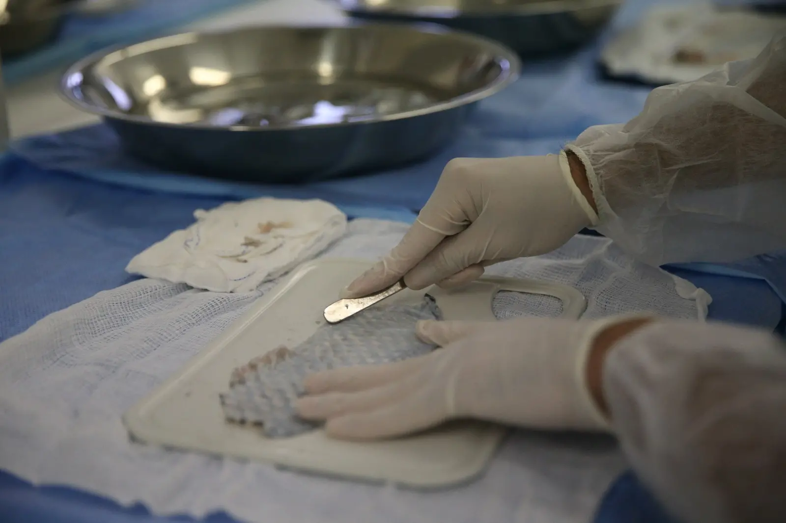 Imagem da notícia Fábrica no CE poderá produzir até 4 mil curativos de pele de tilápia por dia