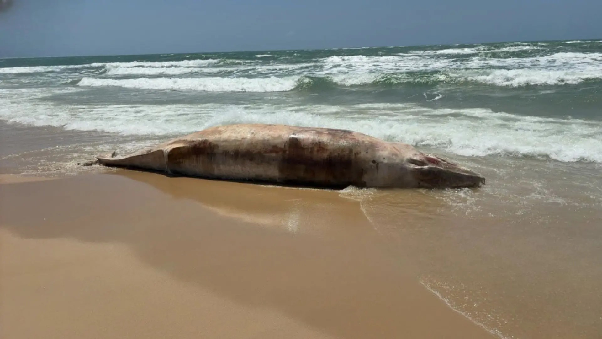 Imagem da notícia Baleia de 6 metros encalha e é encontrada morta em praia de Paracuru