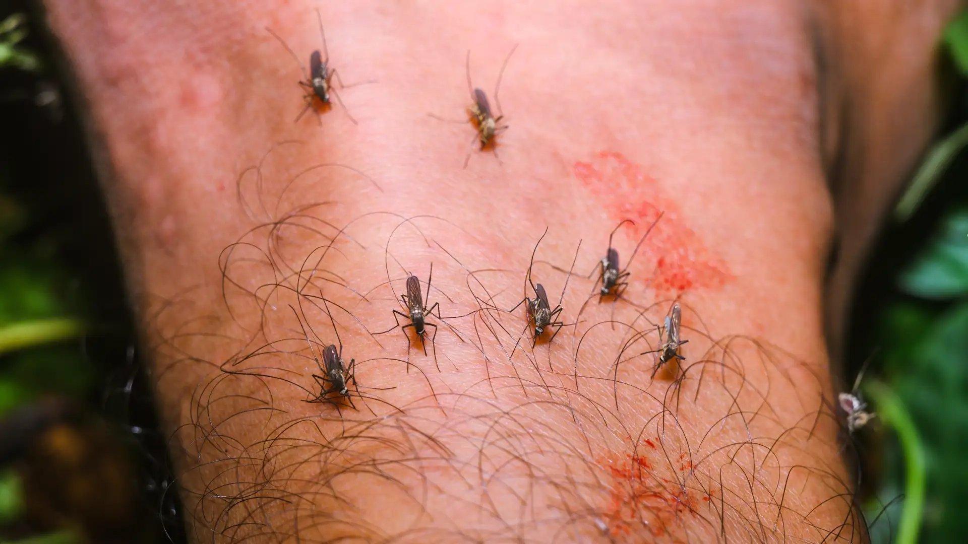Brazil confirms four West Nile fever cases and one death