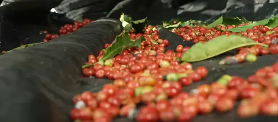 Imagem da notícia Globo Rural deste domingo (30) traz reportagem especial sobre o café robusta amazônico
