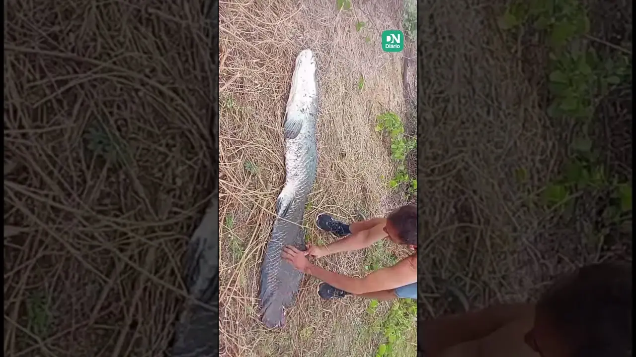 Imagem da notícia Pirarucu de quase 2 metros é encontrado morto em açude de Tamboril