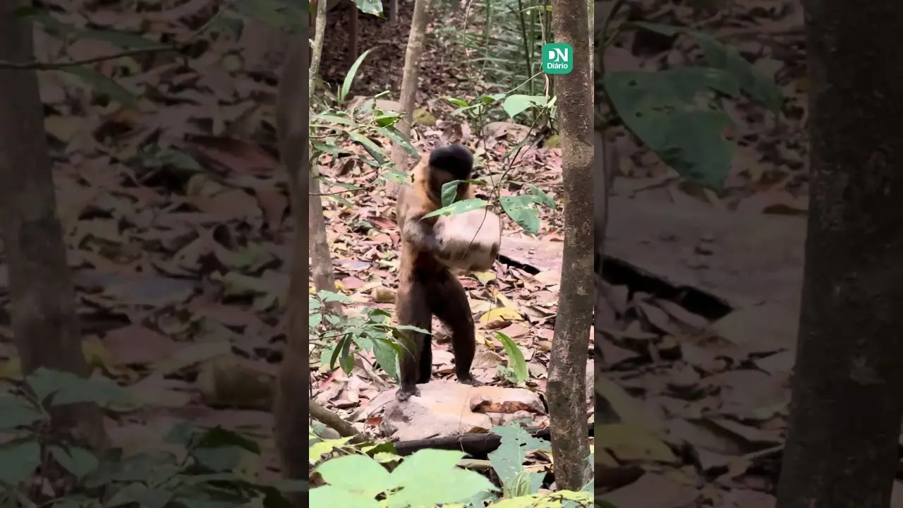 Imagem da notícia Macaco-prego é flagrado quebrando coco para comer larva na Serra da Ibiapaba, no CE