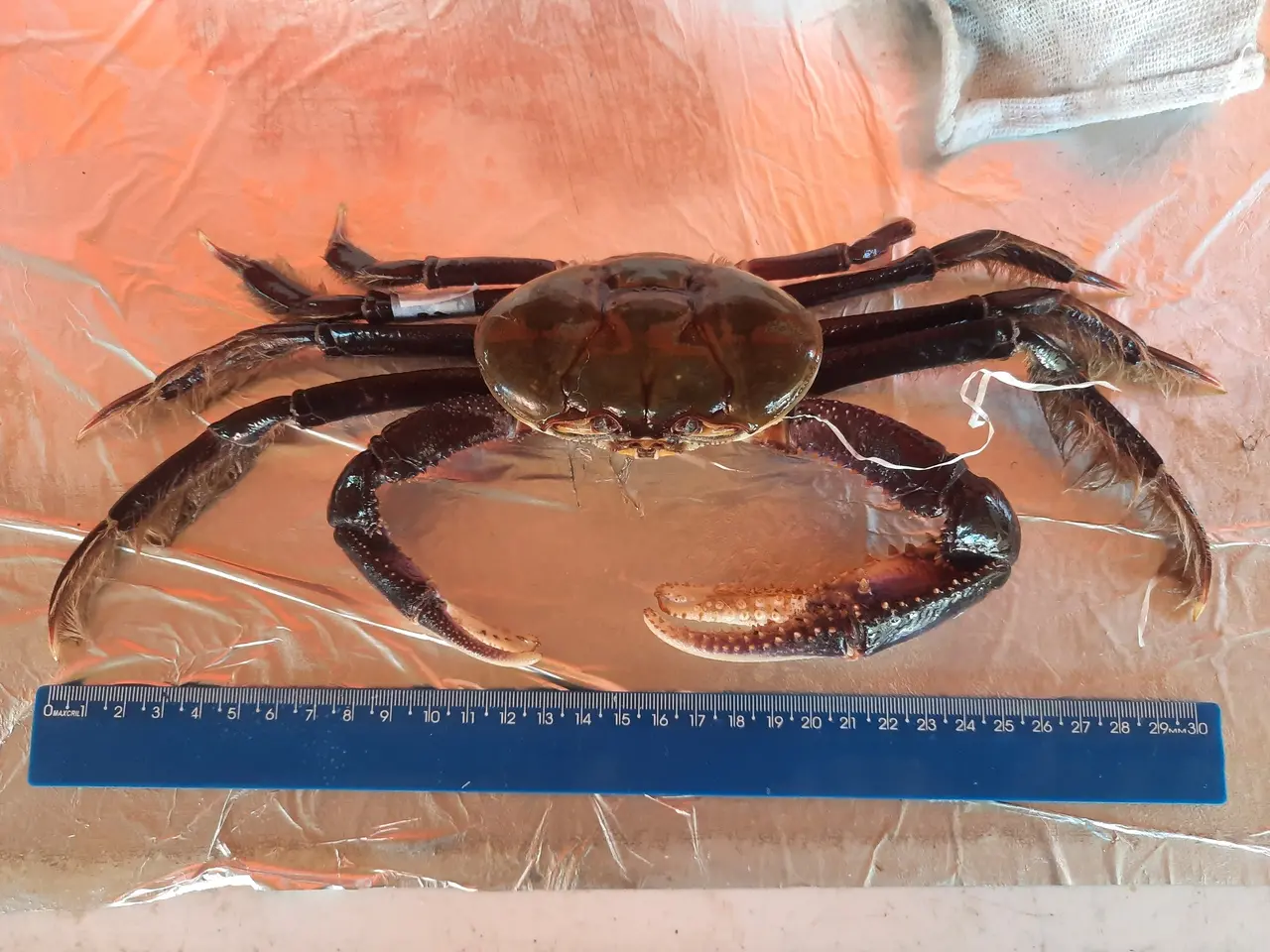 Imagem da notícia Caranguejos de Fortim têm substância que pode desregular hormônios humanos, diz estudo da UFC