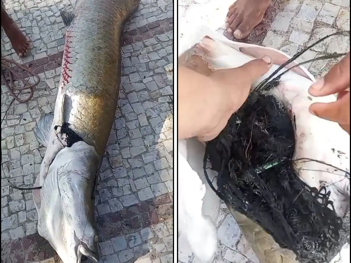 Imagem da notícia Pirarucu de 99 kg e 1,87 metro morre em lagoa do Ceará com canga de crochê presa à boca