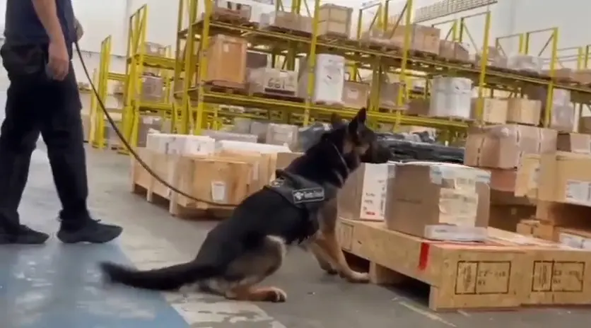 Imagem da notícia Receita Federal apreende 60 kg de skunk escondido em pacote com café e óleo em Fortaleza