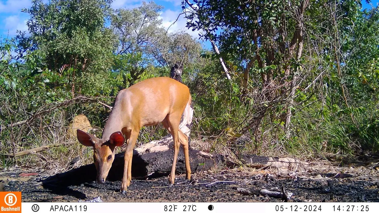 Imagem da notícia Biodiversidade além do Soldadinho: a beleza oculta da Chapada do Araripe