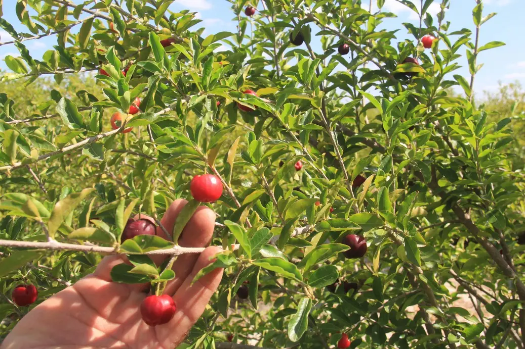 Foto que contém pé de acerola.