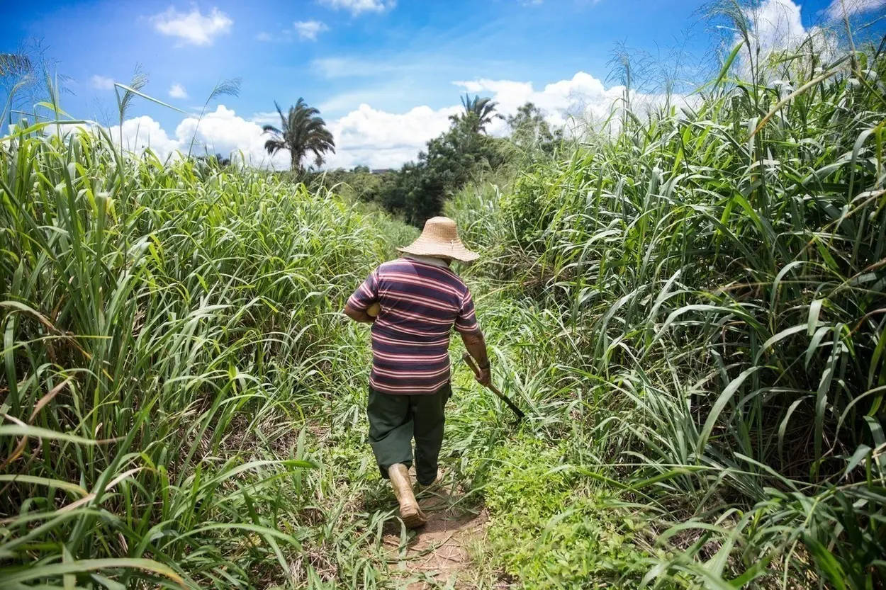 Imagem da notícia Safra do Ceará cresce 60% em cinco anos e bate recorde de R$ 6,64 bilhões, diz IBGE