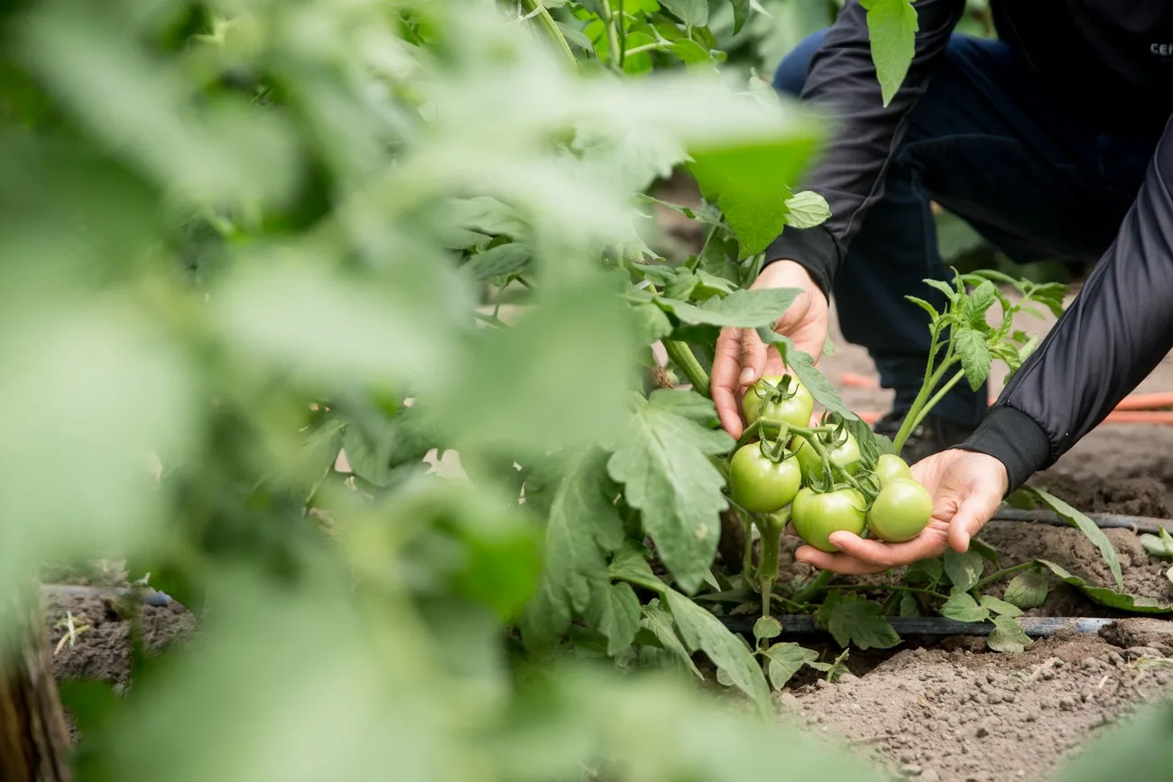 Gradualmente, produção de tomate no Ceará segue em avanço.