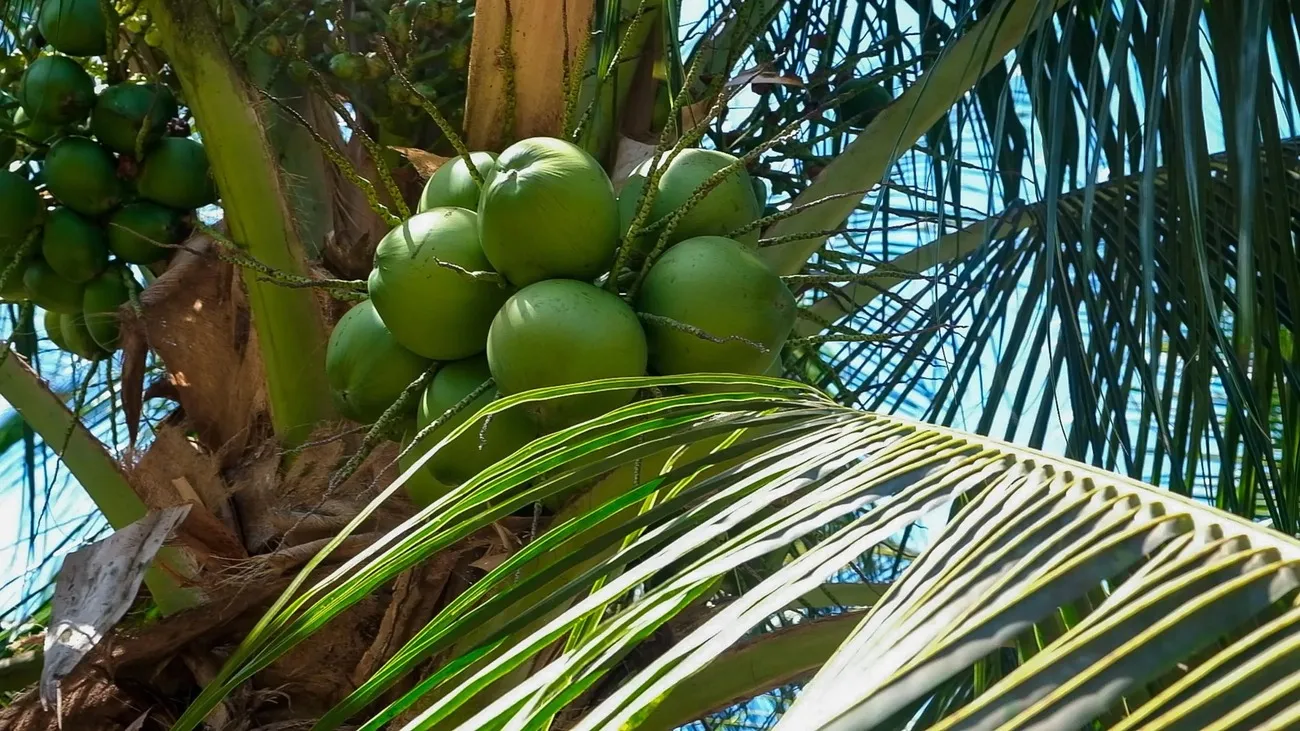 Produção de coco no Ceará caiu em 2025 no comparativo com 2024.