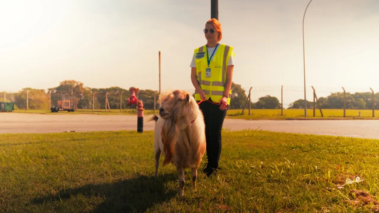 Imagem da notícia Conexão Aeroportos: De cães a cabras, como os animais ajudam na segurança do Aeroporto do Rio?