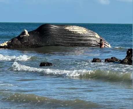 Imagem da notícia Baleia jubarte encalha sem vida em Icapuí