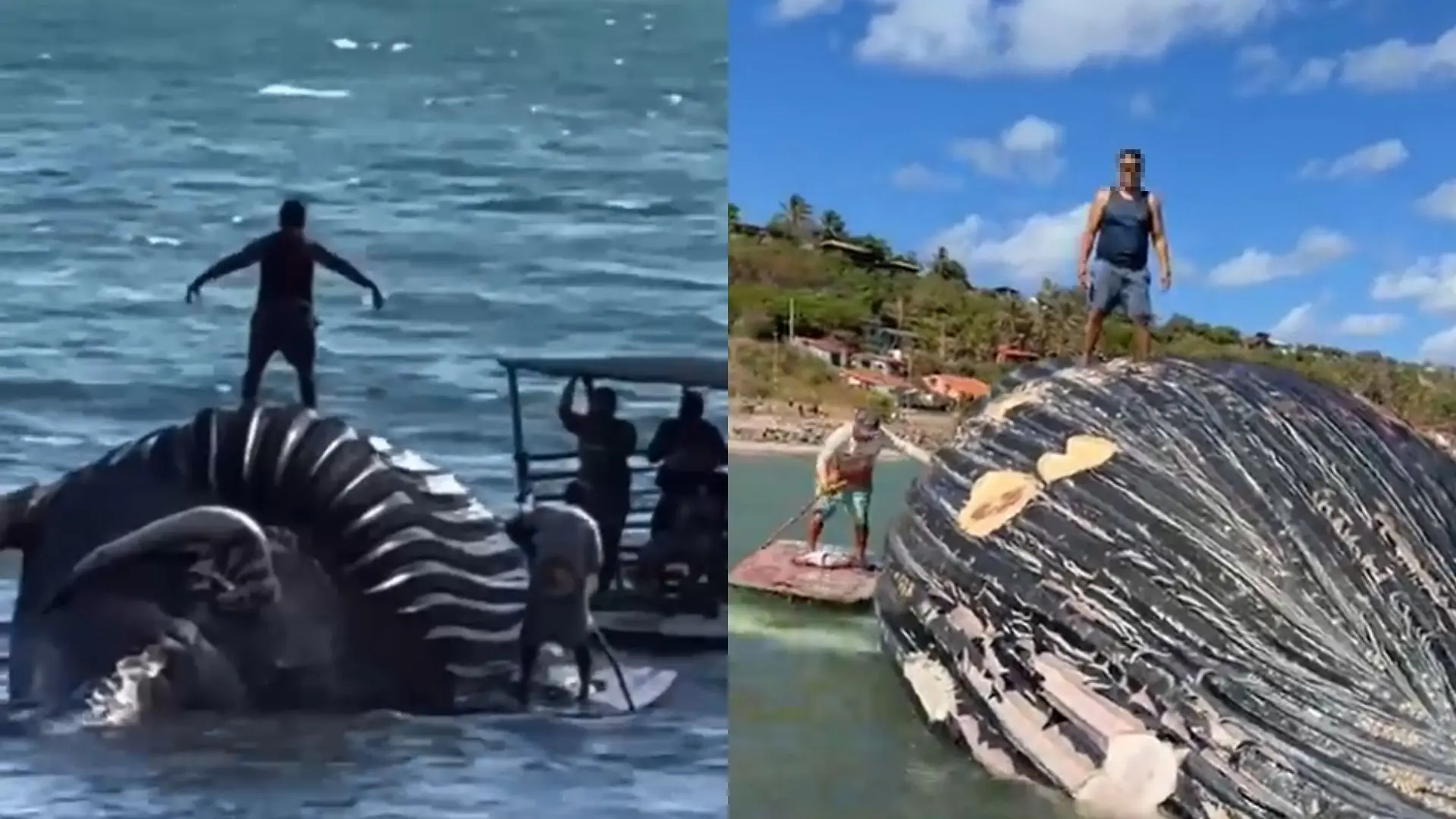 Imagem da notícia Pescador é flagrado dançando sobre baleia-jubarte morta em Icapuí; ONG alerta para riscos
