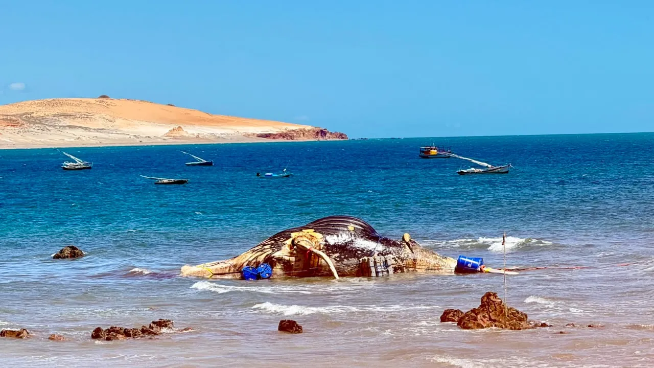Animal havia encalhado em parte urbana da praia.