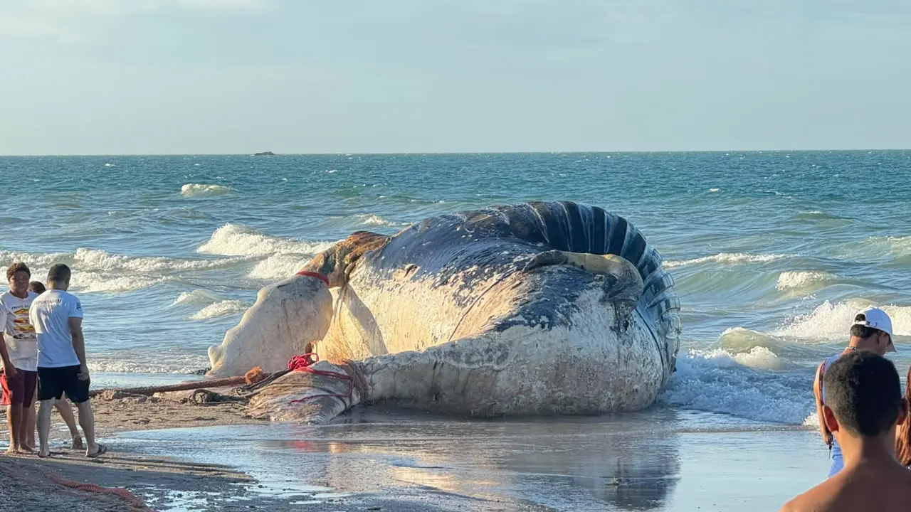 Imagem da notícia Baleia-jubarte é retirada da Praia da Redonda, mas enterro ainda não foi concluído em Icapuí