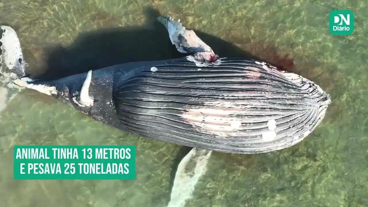 Imagem da notícia Baleia-jubarte é enterrada após operação com maquinário pesado em Icapuí