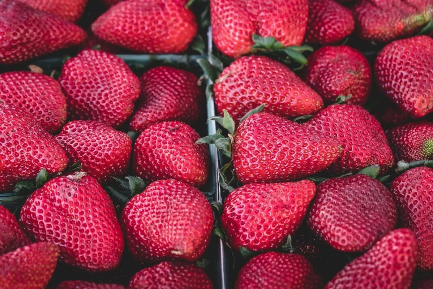 Imagem da notícia Produção de morango no Ceará está entre as 10 maiores do País; veja cidades