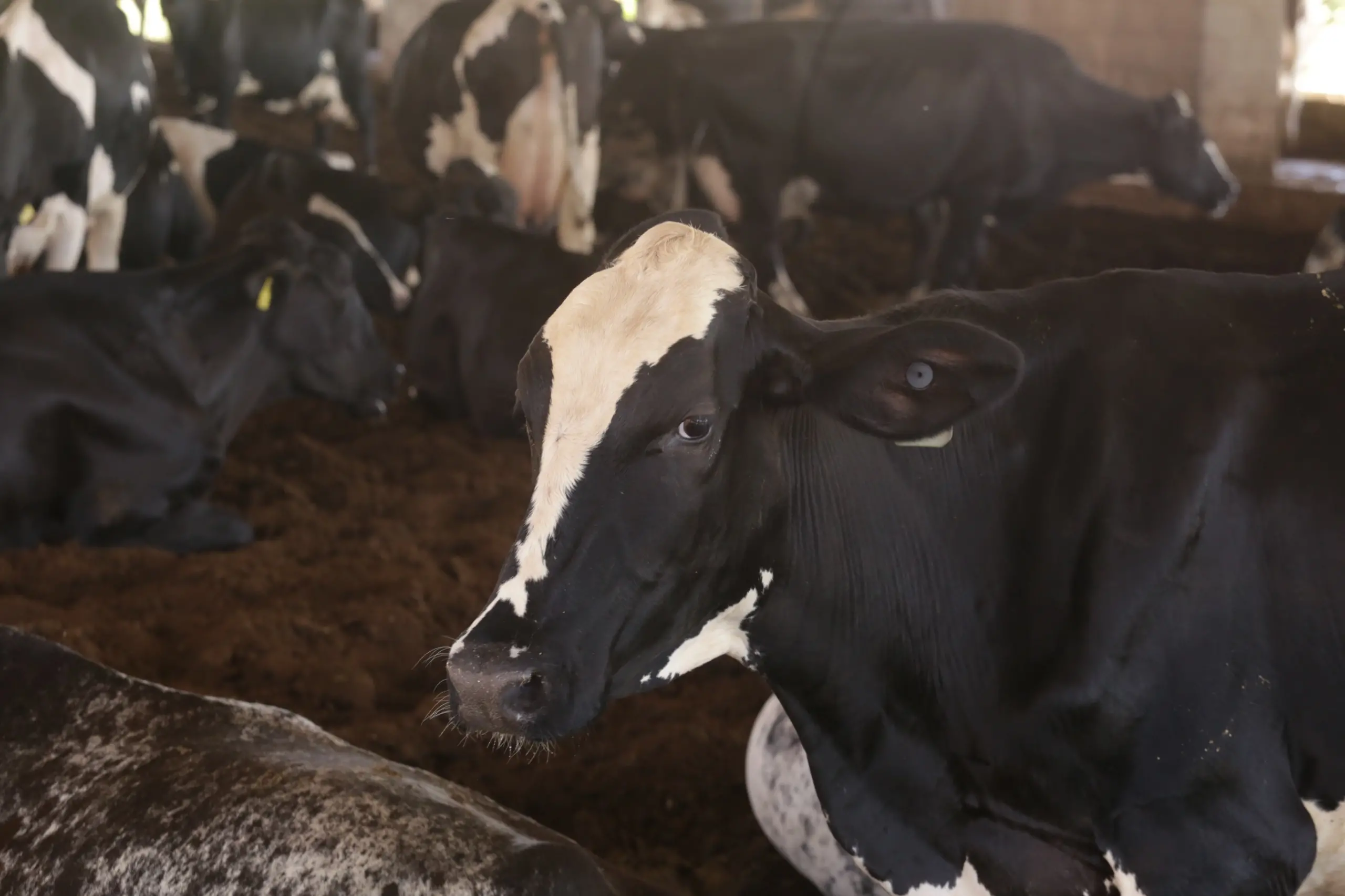 Imagem da notícia PIB do agro do Ceará cresce 14% no 2º trimestre, o dobro do registrado no Brasil
