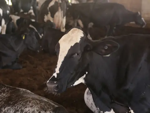 Imagem da notícia: PIB do agro do Ceará cresce 14% no 2º trimestre, o dobro do registrado no Brasil