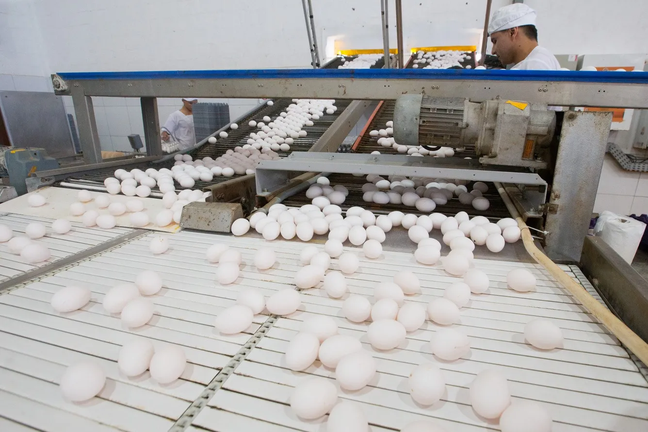Ceará continua como um dos dez maiores produtores de ovos de galinha do Brasil.