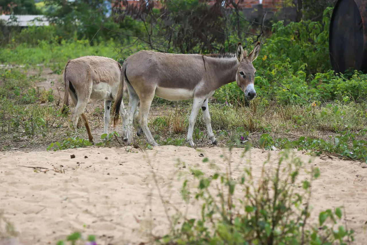 Imagem da notícia Pelo menos 600 jumentos do Parque de Jericoacoara são monitorados e ICMBio cogita castração
