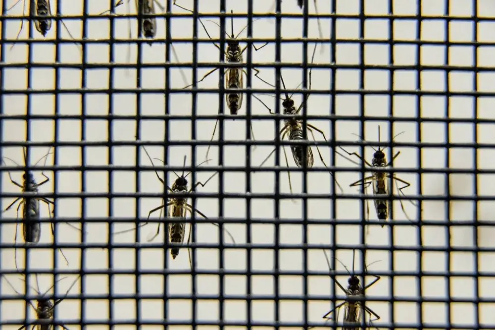 Imagem da notícia Mosquitos 'especiais' que ajudam a combater dengue começam a ser soltos em outubro no CE