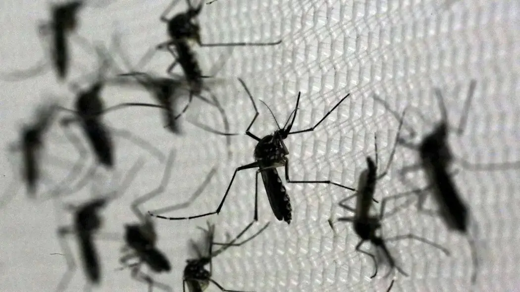 Imagem da notícia Mosquitos 'especiais' que ajudam a combater dengue começam a ser soltos em outubro no CE