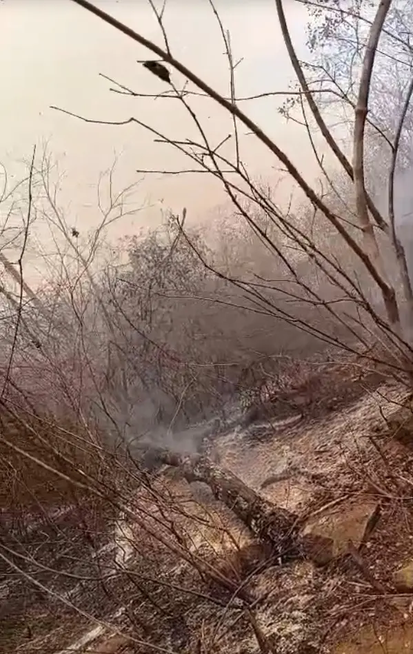 Imagem da notícia Incêndio atinge região de mata em Pacujá há uma semana e devasta área de 7 km; veja vídeo