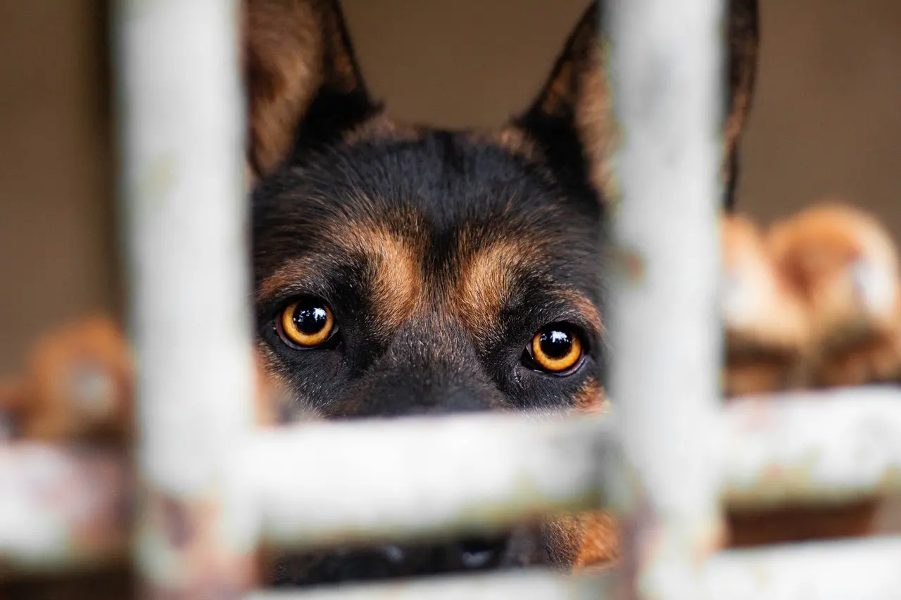 Imagem da notícia Mulher que mandou matar cachorro da própria filha é condenada a quatro anos de prisão em SC