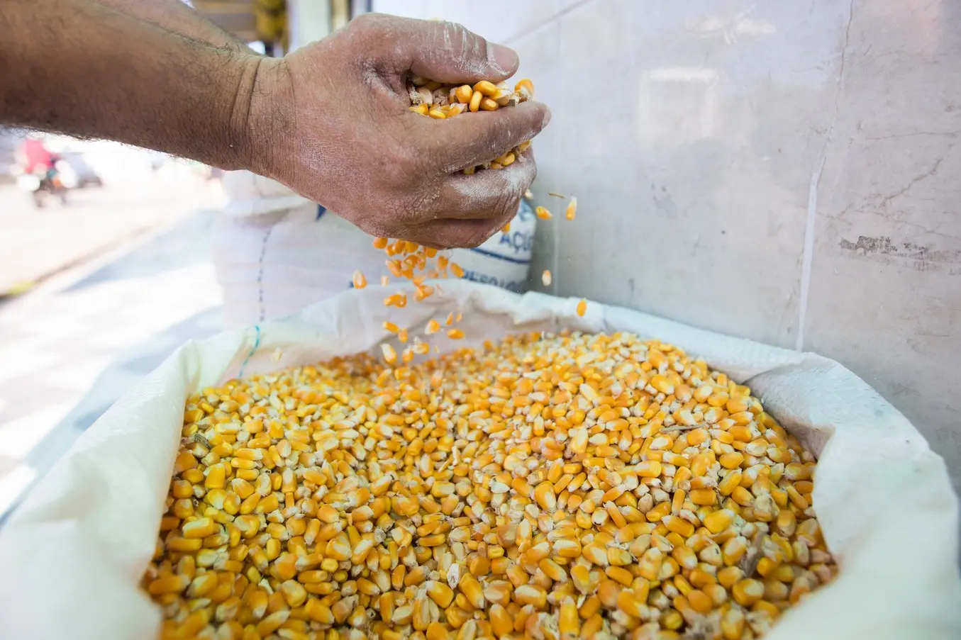 Imagem da notícia Quatro municípios do Ceará são os maiores produtores de milho verde do País; veja ranking